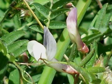 Specie di una Vicia